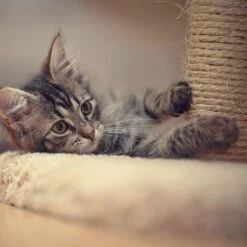 Pet Adobe 19-in Sisal Cat Tree & Condo 12 Pet Adobe 19-in Sisal Cat Tree & Condo -Cat Pet Supplies 345039 PT4. AC SS1800 V1637279604