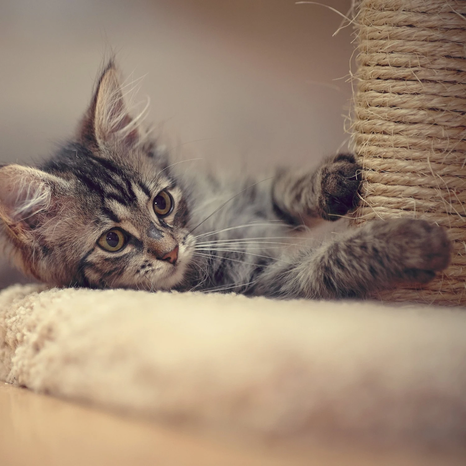 Pet Adobe 19-in Sisal Cat Tree & Condo 7 Pet Adobe 19-in Sisal Cat Tree & Condo - Image 5