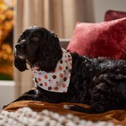 Frisco Apple Dog & Cat Bandana 16 Frisco Apple Dog & Cat Bandana -Cat Pet Supplies 353786 PT6. AC SS1800 V1660749688