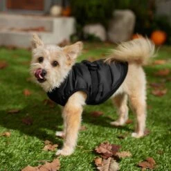 Frisco Lightweight Belted Puffer Dog & Cat Jacket 14 Frisco Lightweight Belted Puffer Dog & Cat Jacket -Cat Pet Supplies 353825 PT7. AC SS1800 V1660749777