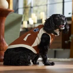 Frisco Lightweight Varsity Dog & Cat Jacket -Cat Pet Supplies 353861 PT7. AC SS1800 V1660749417