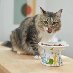 Frisco Cat Face Floral Wide Shape Elevated Non-Skid Ceramic Cat Bowl -Cat Pet Supplies 363377 PT3. AC SS1800 V1657657267