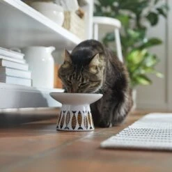 Frisco Cat Face Wide Shape Elevated Non-Skid Ceramic Cat Bowl -Cat Pet Supplies 363381 PT3. AC SS1800 V1657657267