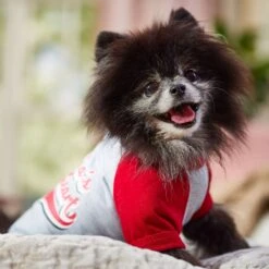 Frisco Mama's Sweetheart Dog & Cat T-Shirt 18 Frisco Mama's Sweetheart Dog & Cat T-Shirt -Cat Pet Supplies 371063 PT7. AC SS1800 V1701796982