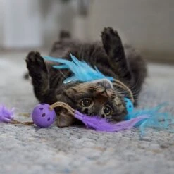 Frisco Feather & Play Plastic Balls Cat Toy, 2 Count 8 Frisco Feather & Play Plastic Balls Cat Toy, 2 Count -Cat Pet Supplies 525998 PT3. AC SS1800 V1669148124