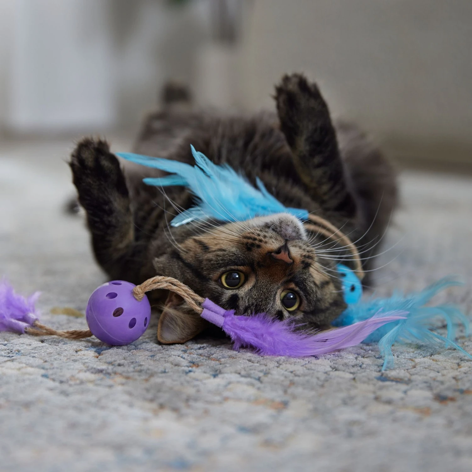 Frisco Feather & Play Plastic Balls Cat Toy, 2 Count 5 Frisco Feather & Play Plastic Balls Cat Toy, 2 Count - Image 3