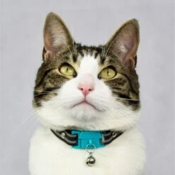 Kittyrama Breakaway Adjustable With Bell Cat Collar -Cat Pet Supplies 534230 PT2. AC SS1800 V1657658786
