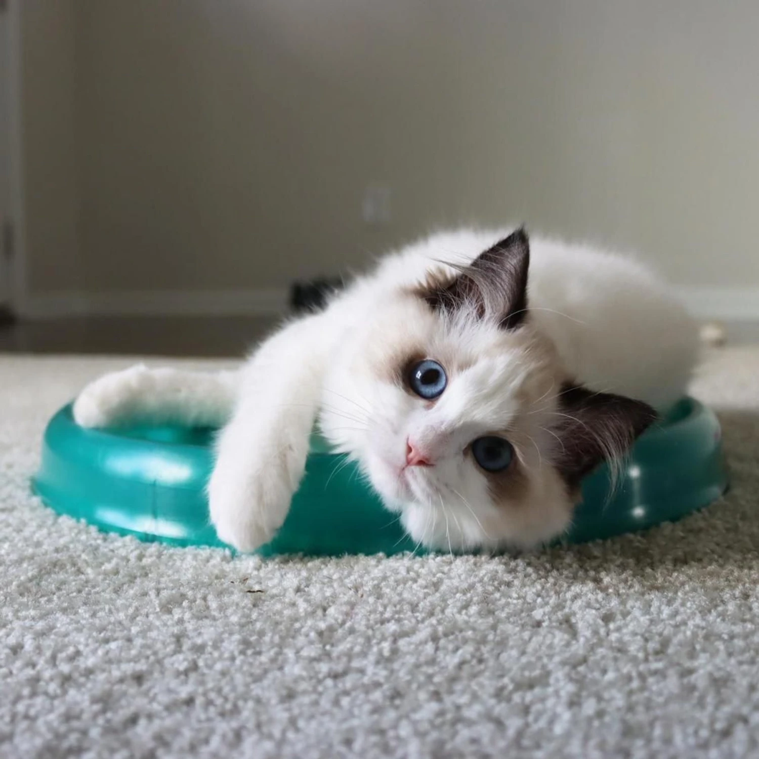 Bergan Scratcher Replacement Pads, 2 Count 6 Bergan Scratcher Replacement Pads, 2 Count - Image 4