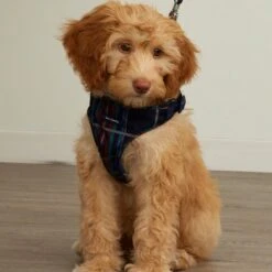 Vera Bradley Cat & Dog Harness, Tartan Plaid -Cat Pet Supplies 667750 PT4. AC SS1800 V1665604616