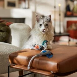 Frisco Halloween Cutie Bats Plush Cat Toy With Catnip 8 Frisco Halloween Cutie Bats Plush Cat Toy With Catnip -Cat Pet Supplies 667990 PT3. AC SS1800 V1689354957