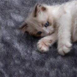 Yaheetech 3-Level Plush Cat Tree, Dark Gray, Medium -Cat Pet Supplies 705022 PT3. AC SS1800 V1668546620