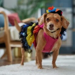 Frisco Ruffle Party Dog & Cat Dress + Headpiece -Cat Pet Supplies 707350 PT7. AC SS1800 V1689341466