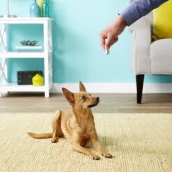 Ethical Pet Laser Exerciser Original 2 In 1 Dog & Cat Toy 14 Ethical Pet Laser Exerciser Original 2 In 1 Dog & Cat Toy -Cat Pet Supplies 71427 PT4. AC SS1800 V1553880425