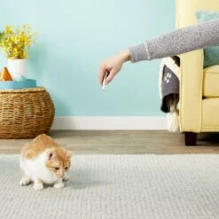 Ethical Pet Laser Exerciser Original 2 In 1 Dog & Cat Toy 15 Ethical Pet Laser Exerciser Original 2 In 1 Dog & Cat Toy -Cat Pet Supplies 71427 PT5. AC SS1800 V1553880443