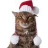 Frisco Chunky Knit Santa Dog & Cat Hat 1 Frisco Chunky Knit Santa Dog & Cat Hat -Cat Pet Supplies 744878 MAIN. AC SS1800 V1694812847