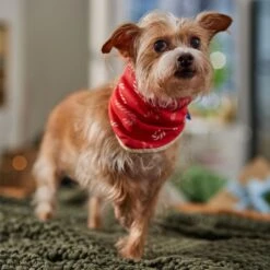 Frisco Reversible Candy Cane Cozy Knit Faux Fur Dog & Cat Pullover Bandana, 1 Count -Cat Pet Supplies 745294 PT6. AC SS1800 V1694794121