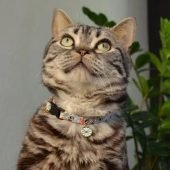 Necoichi Sunny Blossoms Cat Collar 17 Necoichi Sunny Blossoms Cat Collar -Cat Pet Supplies 759486 PT6. AC SS1800 V1683817841