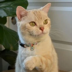 Necoichi Sunny Blossoms Cat Collar 19 Necoichi Sunny Blossoms Cat Collar -Cat Pet Supplies 759486 PT8. AC SS1800 V1683912521