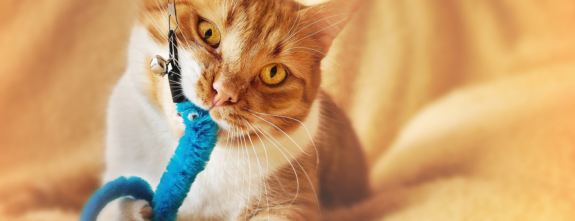 Cat Pet Supplies -Cat Pet Supplies cat 4994140 1920 1