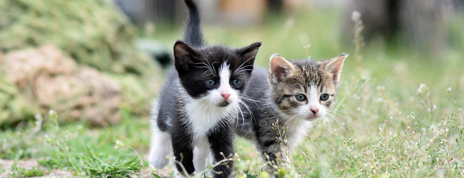 Cat Pet Supplies -Cat Pet Supplies cats 8105667 1920